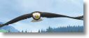 Eagle_Float.jpg