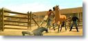 Free_Stallion.jpg